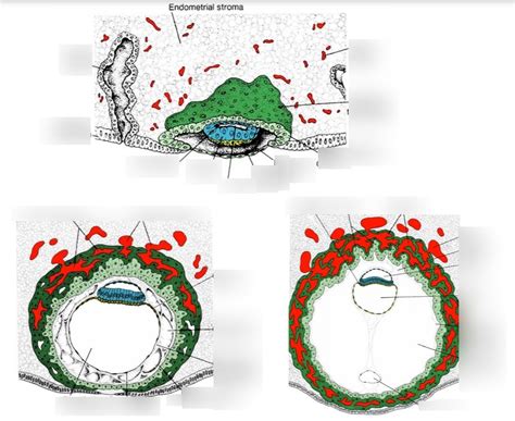 Blastocyst Diagram Quizlet