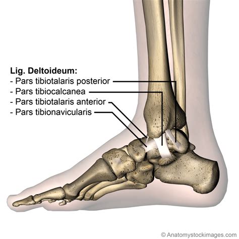 Ankle Ligaments Medial Deltoid Ligament Ligamentum Deltoideum