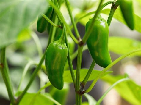 Jalapeño Pepper Plant Growing And Caring For Jalapeño Peppers Gardening Know How