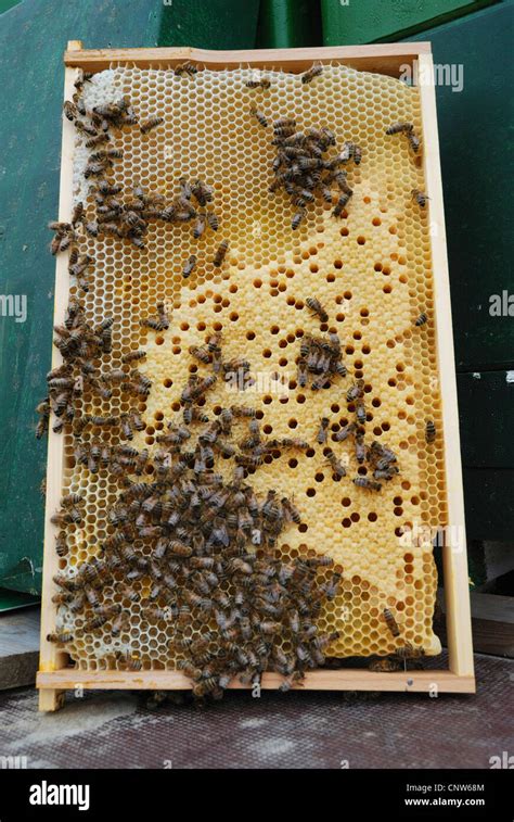 honey bee, hive bee (Apis mellifera mellifera), honeycomb with brood ...