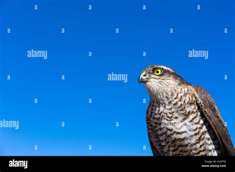 Eurasian Sparrowhawk Fotograf As E Im Genes De Alta Resoluci N Alamy