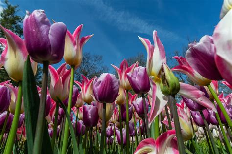 Tulipanes Campo De Flor Foto Gratis En Pixabay Pixabay