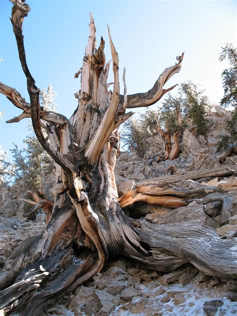 Bristlecone pine Weird Trees, Bristlecone Pine, Old Trees, Cat Pics ...