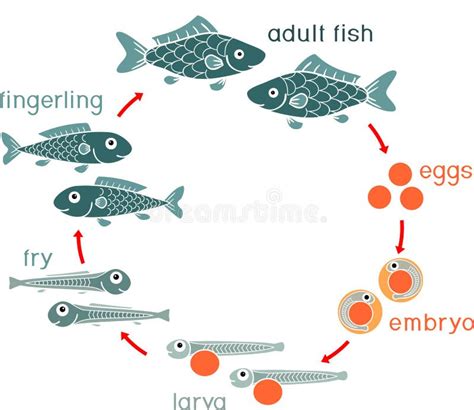 Ciclo De Vida Do Peixe - Ciclo De Vida Dos Peixes Sequência Das Fases Do Desenvolvimento Dos ...