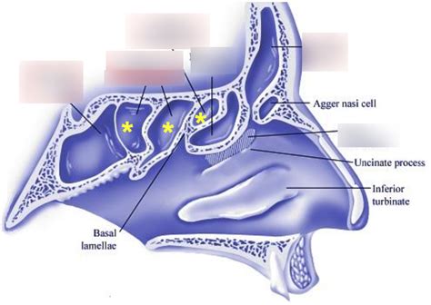 diagram  sinus diagram quizlet