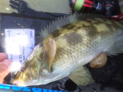 Ocean Kayak Classic 2015 In Plymouth Sound Bluezone Fishing