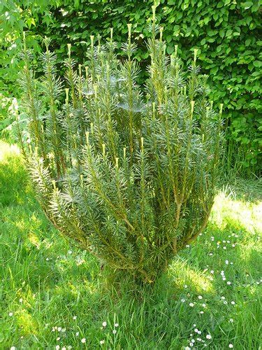 Cephalotaxus Harringtonia Fastigiata Cephalotaxus Harringtonia