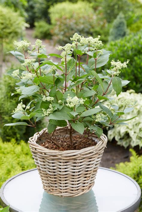 Hydrangea Paniculata Early Harry Hpopr Pbr Panicled Hydrangea