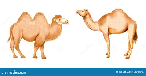 Dromedary And Bactrian Camel. Vector Illustration | CartoonDealer.com ...