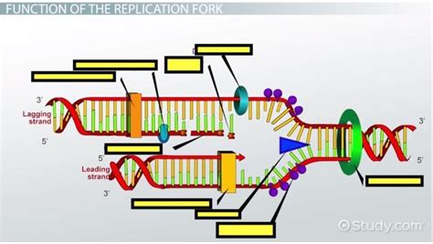 Diagram Of Dna Replication Diagram Quizlet