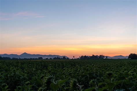 Evening sunset In the sunflower garden 3297505 Stock Photo at Vecteezy