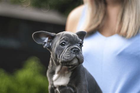 ⊛ Bulldog Francés Blue, conoce a éste tipo de frenchie | BDF.club