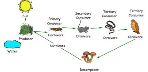 Decomposer Food Chain