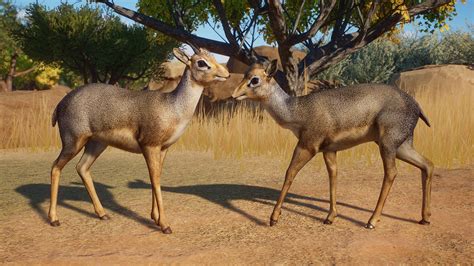 Kirks Dik Dik New Species 113 At Planet Zoo Nexus Mods And