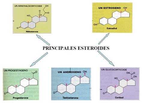 Esteroides Anabólicos Androgénicos