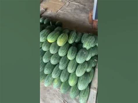 shorts    lot  watermelon  cambodia cambodiafruit youtube