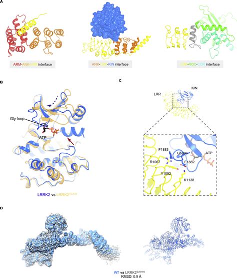 Structural Analysis Of The Full Length Human Lrrk2 Cell