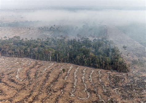 L Amazonie a enregistré 136 000 incendies en 2024 du jamais vu depuis