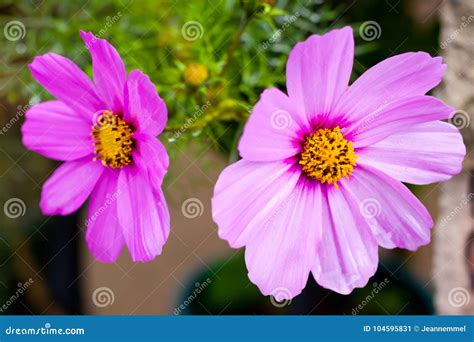 Duas Flores Cor De Rosa Bonitas Do Cosmos Imagem De Stock Imagem De