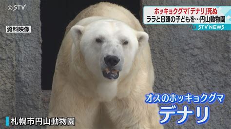 札幌円山動物園のホッキョクグマデナリ死ぬ メスのララとペア組み8頭の子どもも YouTube