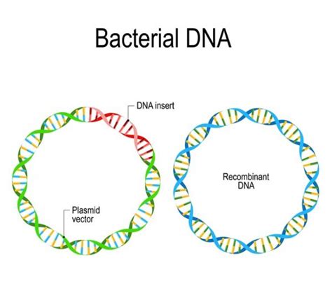 Recombinant Dna Definition And Examples Biology Dictionary