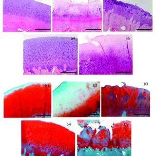 Representative Histological Sections Are Presented Stained With