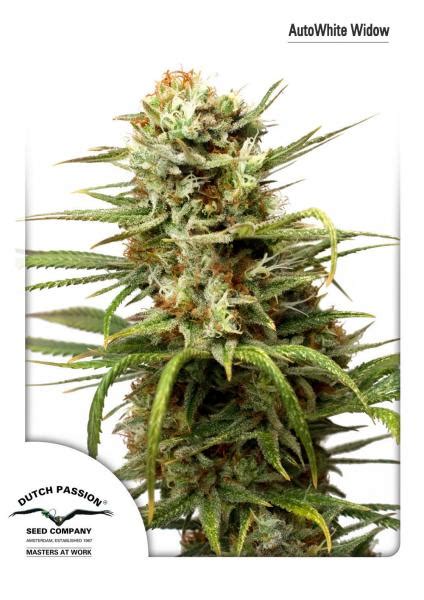 AUTOWHITE WIDOW 7 SEMI FEMM DUTCH PASSION Santaplanta Grow Shop