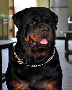 Aprender Sobre 86 Imagem Maior Rottweiler Do Mundo Br Thptnganamst