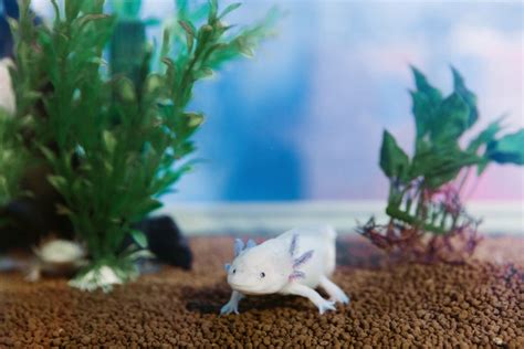 Axolotl Tank Axolotl Tank Setup Axolotl Tank Size, 46% OFF