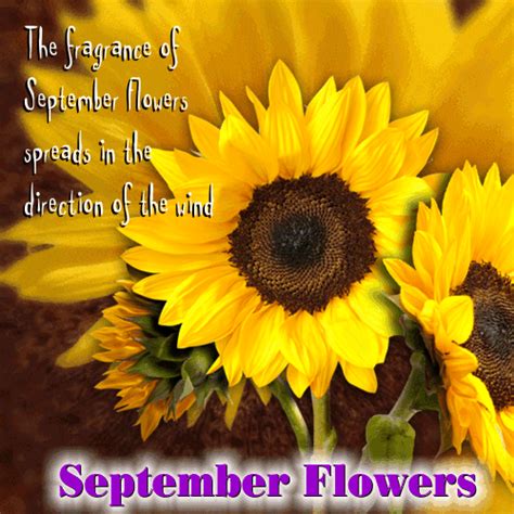 Butterfly Art Butterflies September Flowers Sunflower Quotes Yellow