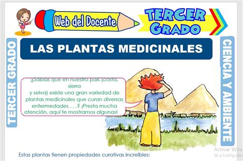 Las Plantas Medicinales Para Tercer Grado De Primaria Web Del Docente