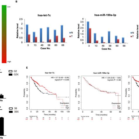 Verification Of The Capability Of Hbx On Hcc Cell Migration A