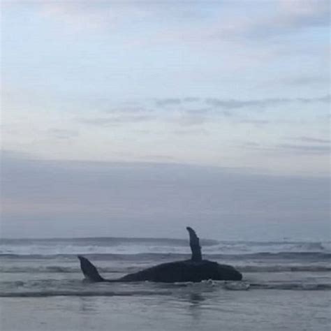 Filhote De Baleia Jubarte Encalha No Balne Rio Esplanada Em Jaguaruna