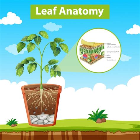 Diagrama que muestra la anatomía de la hoja Vector Gratis