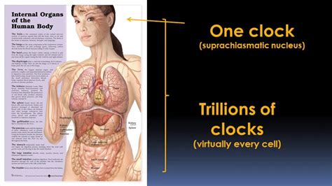 Circadian Rhythms And Your Health Video Brigham And Womens Hospital