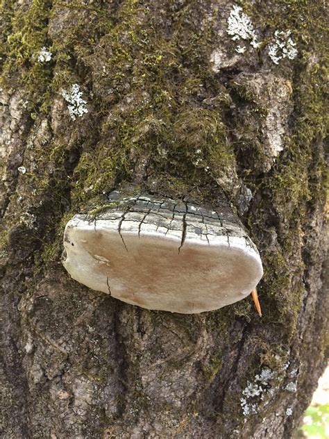 Phellinus Tremulae Polypore Du Tremble CG1040 Chantal Gauthier