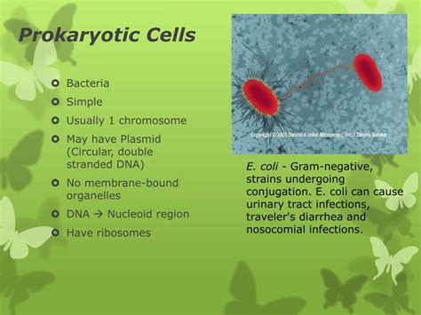 Ppt Cells Powerpoint Presentation Free Download Id 2877317