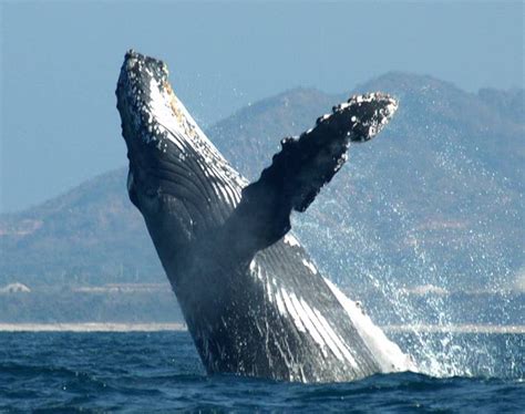 Ballenas En Vallarta Una Experiencia Sensorial Conectando Jalisco