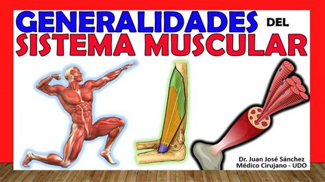 Sistema Muscular Clasificaci N Tipos Y Generalidades Youtube