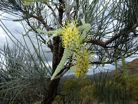 Beediverse.com: Wild Honey bee colonies In Australia's Centre