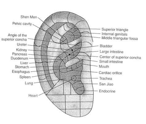 Extra Ear Points Flashcards Quizlet