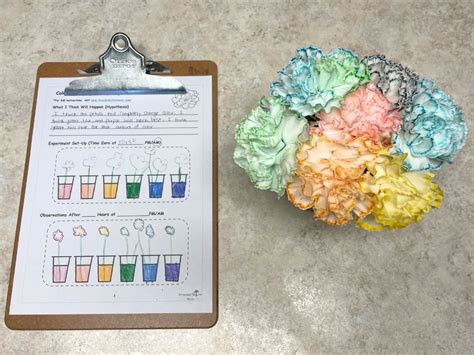 How To Make Rainbow Carnations