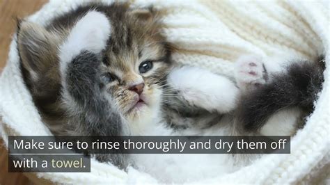 How to Take Care of a Kitten: Tips and Tricks for New Cat Parents - Cat World News