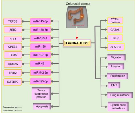 Lncrna Tug By Targeting Various Mirna Mrna Axes Presented Essential