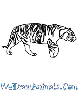 Siberian Tiger Drawing