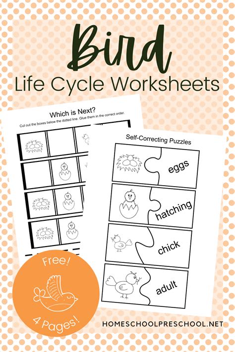 Printable Life Cycle of a Bird for Kids Worksheets