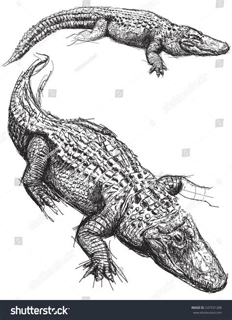 Alligator Sketches Stock Vector Royalty Free 247531288 Shutterstock