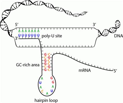 Transcription in Prokaryotes