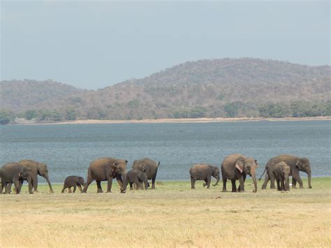 Elephant ecosystems in decline: Habitat loss tracked over 13 centuries