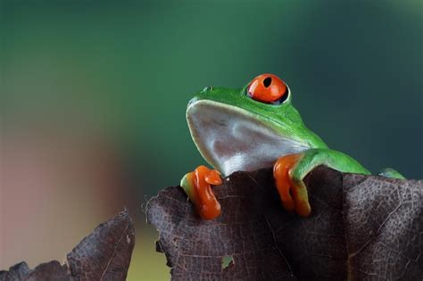 Primer Plano De La Rana Arbor Cola De Ojos Rojos En Hojas Verdes Foto